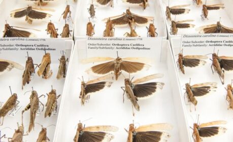 Insects in a Drawer