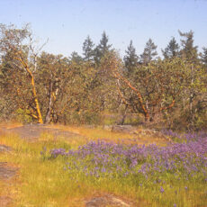 A Garry Oak meadow with camas growing nearby.