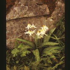 A live Fawn Lily with ferns.