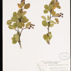 An image of pressed Saskatoon Berry in the Royal BC Museum botany collection.