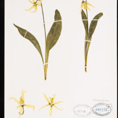 Image of a pressed Fawn Lily in the Royal BC Museum entomology collection.