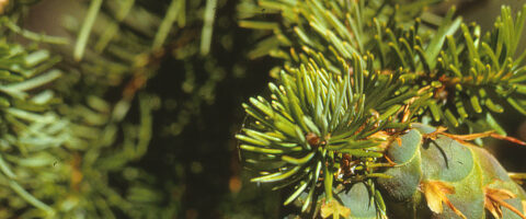 Native Plants on the South Coast