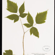 Pressed Salmonberry in the Royal BC Museum botany collection.