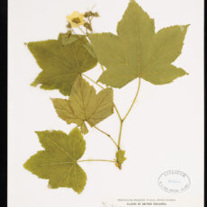 A pressed Thimbleberry in the Royal BC Museum botany collection.