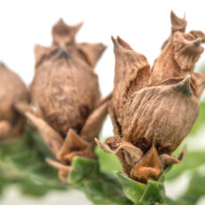 Image of live Western Red Cedar cones still on the tree.