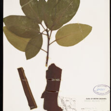 An Arbutus specimen in the Royal BC Museum botany collection.