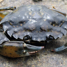 A Green Crab on a rock.