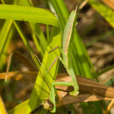 Close up of a Praying Mantis attacking a dragonfly.