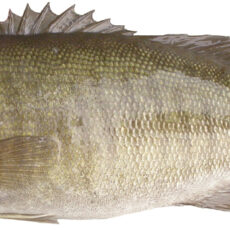 A Smallmouth Bass fish,with dark stripes across the body