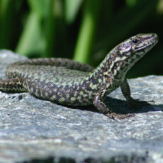 Common Wall Lizard on a rock with its head raised.