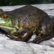 American Bullfrog on land with legs tucked in close to the body.