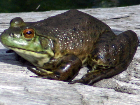 American Bullfrog