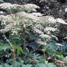 Giant Hogweed with large white blooms.