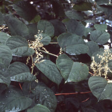 Picture of Japanese Knotweed showing flat, dark leaves and small white blossoms.