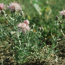 Green Spotted Knapweed with pink blooms.