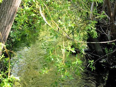 Bowker Creek Vegetation