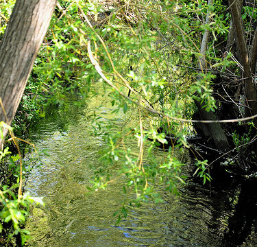 Bowker Creek Vegetation