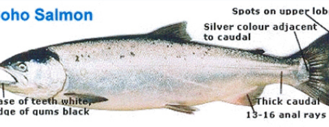 About Salmon: Which Salmon Species?