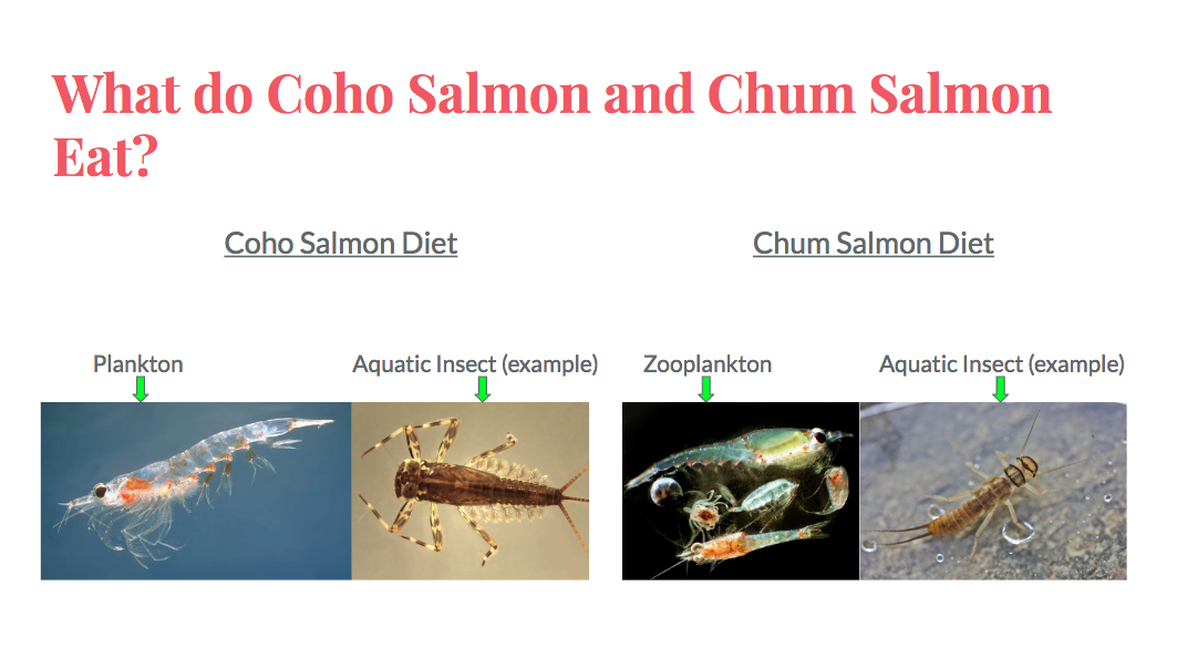What do the Salmon Eat? - Learning Portal