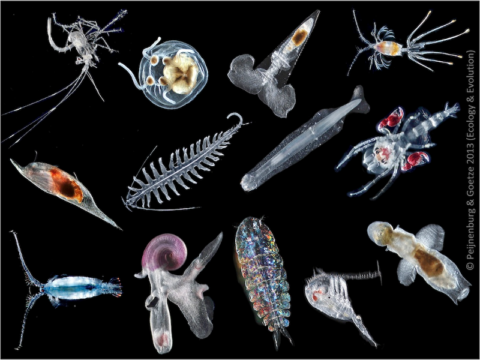 zooplankton-underwater