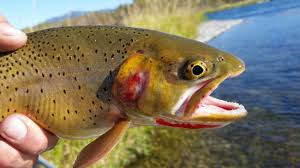 Desired species for the future: Cutthroat trout