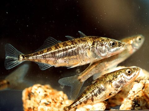 Aquatic animals in bowker creek: Three spined stickleback