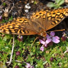 A butterfly landed with wings open, feeds on the nectar of Moss Campion.