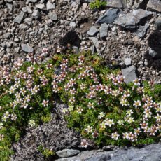 A low-lying flowering plant grows out of rocky gravel.