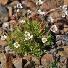Saxifrage alpine plant, with white flowers in bloom, growing close to the ground.