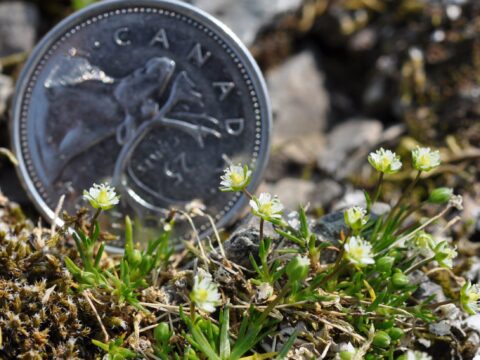 See what British Columbia may have looked like during the last ice age and learn about alpine plant adaptations.