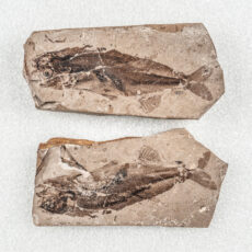 A pair of part and counterpart fossils showing both sides of a small fish. Details such as the fish’s eyes, spine, and fins can be seen very clearly.