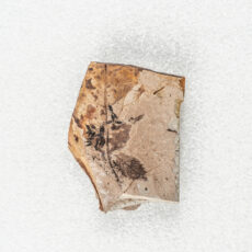 A fossil of a cluster of small fruits and two angiosperm (flowering plant) leaves.