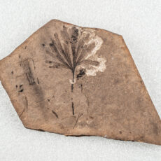 A fossil of a Ginkgo leaf with four lobes and veins leading from the stem to the many small notches on the edges.