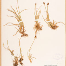 Museum specimen of Black Alpine Sedge. This is the oldest specimen in the Royal BC Museum botany collection.