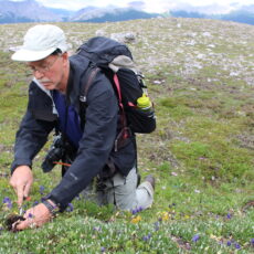 Man with backpack kneels in an alpine meadow as he collects plants.