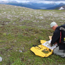 A scientist kneels in the foreground placing plants in a carrier, alpine meadow and mountains in the distance.