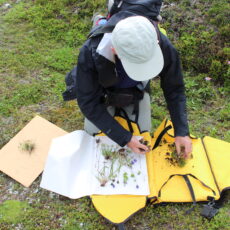 A kneeling botanist lays newly collected plants in a portable plant carrier.