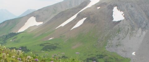 Alpine Plants