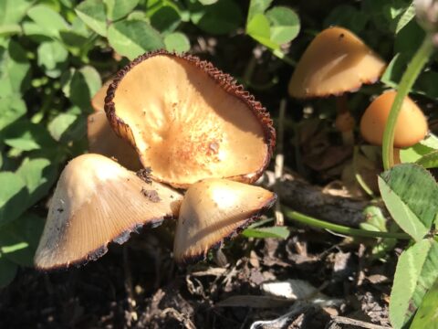 Mushrooms of Bowker Creek