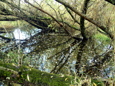 bowker_creek_wetlands