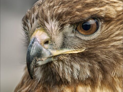 red tailed hawk close up
