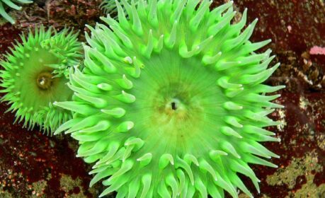 1200px-Anthopleura_xanthogrammica_1