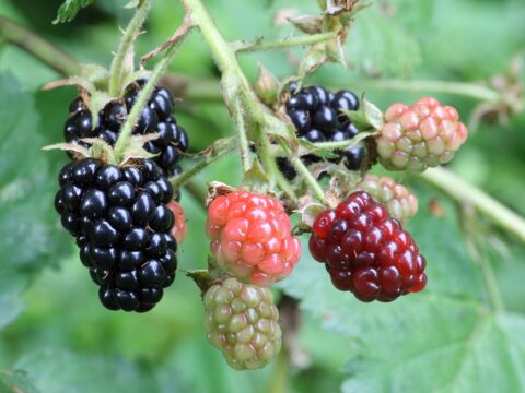 The Trouble with Blackberries