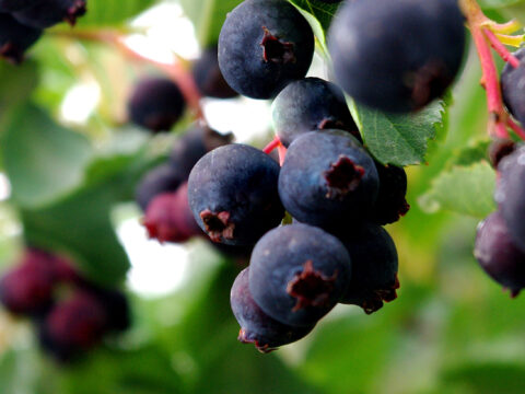 Saskatoon Berries