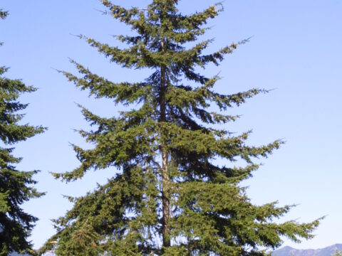 Douglas-fir
