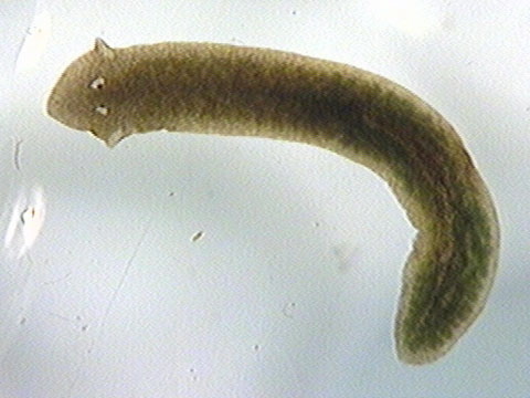 Flatworms, Platyhelminthes