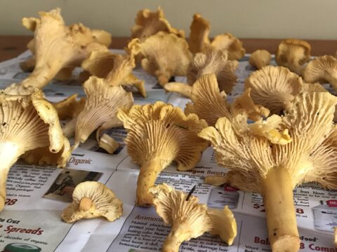 Why Chanterelles Don’t Grow Here