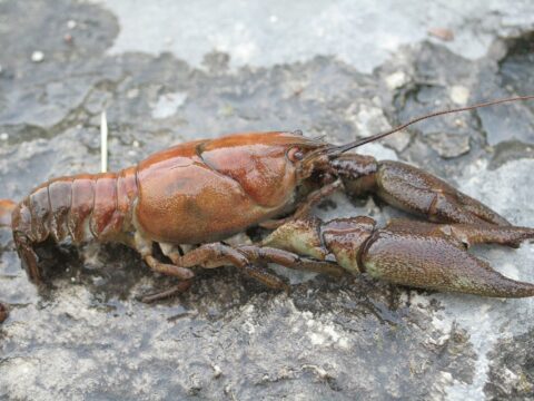 White-clawed-crayfish