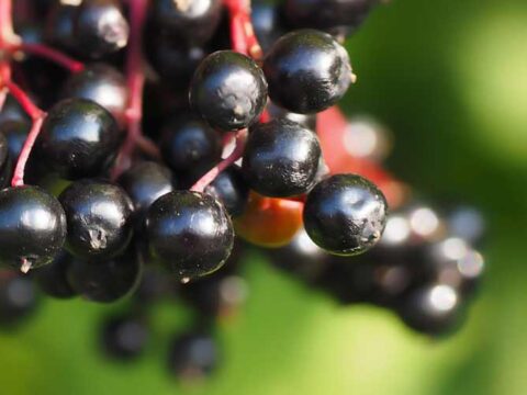 black-elderberries