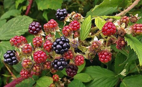 blackberries